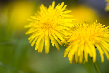 Diente de León, flor amarilla