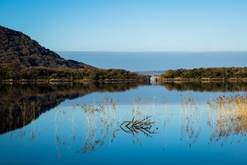 Kerry lake reeds
