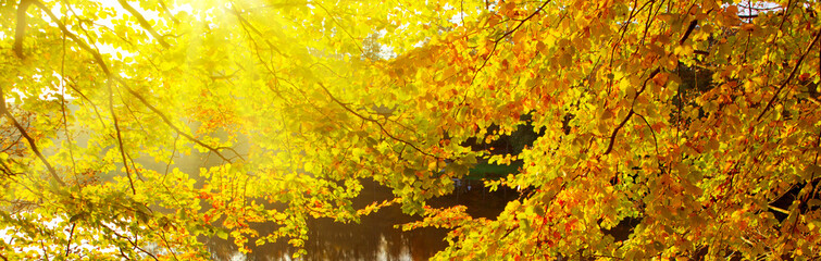 Autumn background with yellow leaves and sunlight.