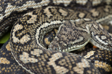 Carpet Python asleep after a meal