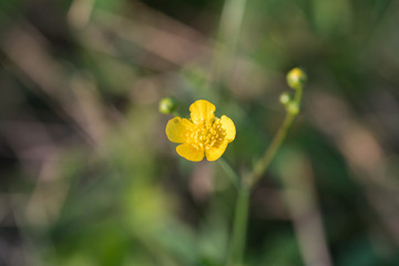 Obraz premium Flowers and insects