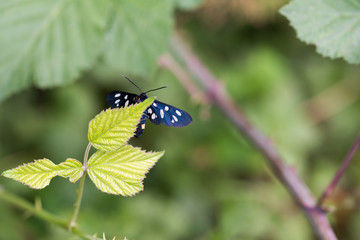 Flowers and insects