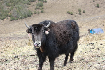 Close encounter with a Bhutanese yak