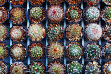 Fototapeta na wymiar seedling cacti
