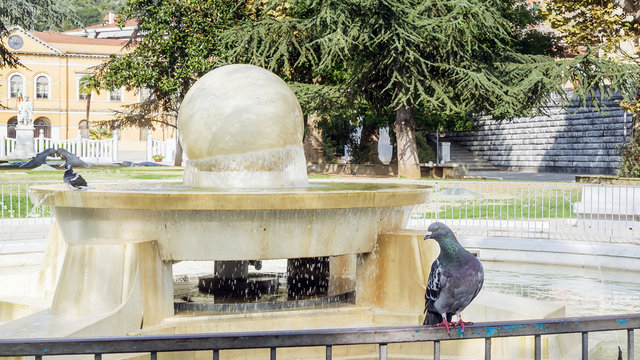 Curious pigeon near the Fountain of Piazza D'Armi fountain in the historic center of Carrara, Italy, on a sunny day