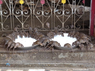 rats souris inde temple