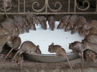 souris rat temple inde