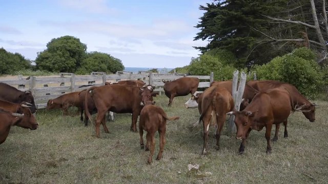 Grupo de vacas