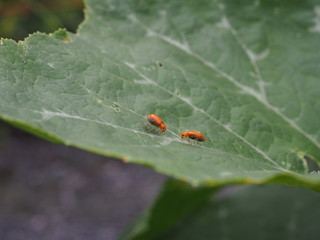 two red cucurbit leaf beetles on leaf