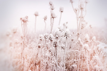 Soft focus on hoarfrost on thistle - burdock, morning fog and frost in the meadow