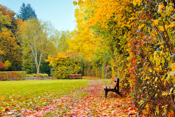 Colorful autumn park in sunny day and wood bench.