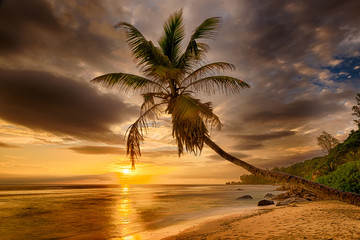 Obraz na płótnie Canvas Single palm in the Seychelles