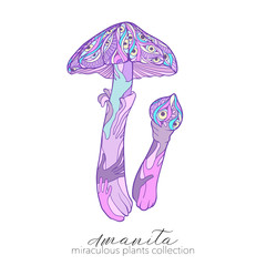 Miraculous plant. Amanita mushroom. 