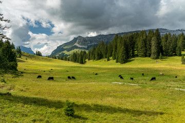 Fototapeta na wymiar Kuh Herde auf Alp im Entlebuch