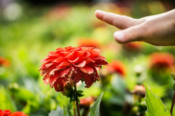 Red garden dahlia flower at garden with baby hand reaching for it. - 172362251