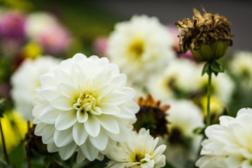 White garden dahlia flower at garden  - 172362452