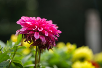 Pink garden dahlia flower at garden  - 172362491