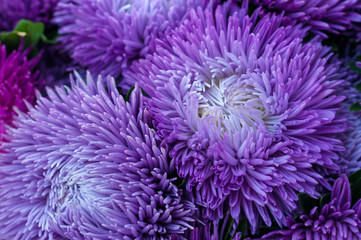 Frilly purple asters in the summer garden. A bouquet of blooming Callistephus chinensis. Lush fresh magenta flowers asters growing in the flower bed.