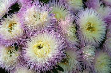 Frilly white asters in the summer garden. A bouquet of blooming Callistephus chinensis. Lush fresh white and purple flowers asters growing in the flower bed.