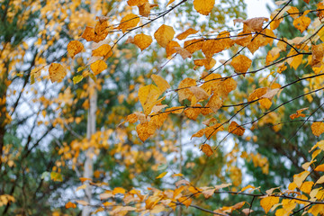 autumn forest
