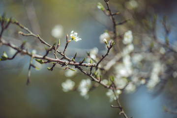 detalle flor árbol
