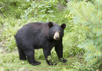 Black bear walking through a grassy meadow in autumn in Canada