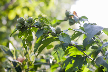 naturaleza verde fondos