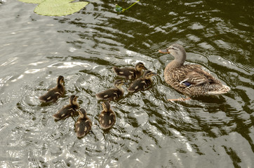 Mother duck and ducklings in the water