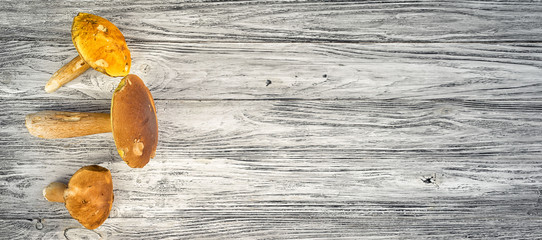 three boletus edulis mushrooms laying on the long wooden background, top view with copy space for your menu text