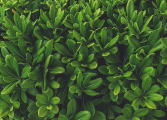 Fototapeta na wymiar Green botanical background. Leaf texture background