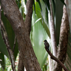 Seychelles, 2017