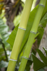 Obraz premium plantación bambú