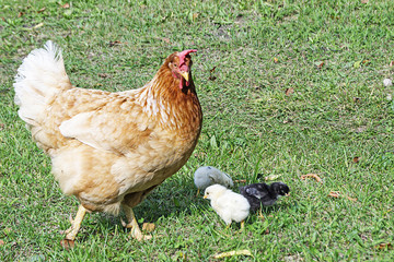 Hen with nestling on herb