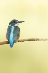 kingfisher
