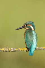 kingfisher