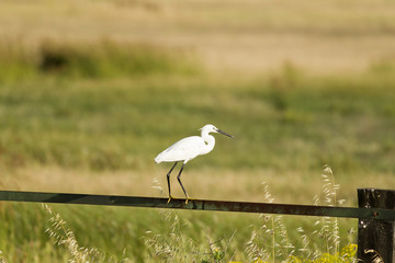 Little egret