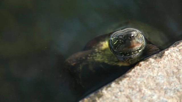 首をかしげる亀