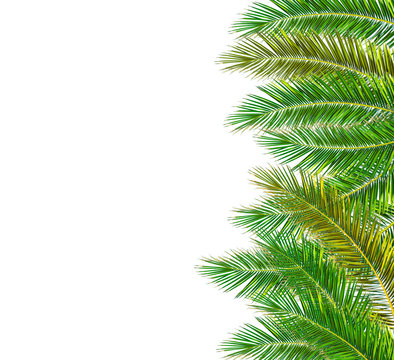 Green Palm tree isolated on white background