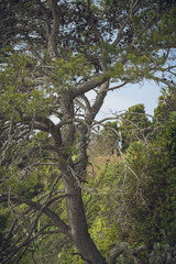Fototapeta premium Bosque botánico