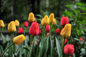 Tulips in the Sub Arini park
