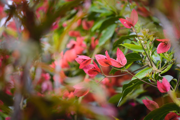 Bougainvillea flowers on garden