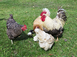 Cock with hen and nestling