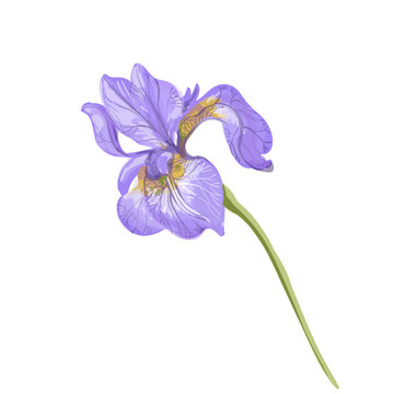 purple iris flower on white background clip art preview