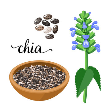 Superfood fruit. Chia seeds and branch with leaves and flowers. Vector illustration cartoon flat icon isolated on white.