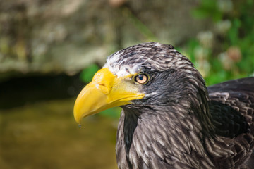 Adler