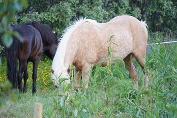Island-Pferde in grüner Natur
