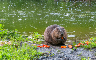 Female beaver sits on riverside in profile and nibbles red carrot. Moscow, Russia.   © shujaa_777