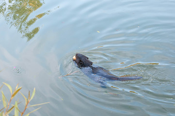 Obraz premium Beaver kid swims in water near riverside. Moscow, Russia. 