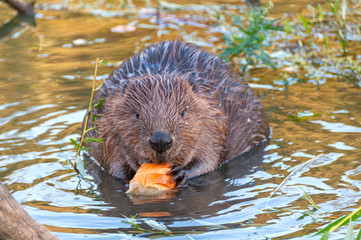Female beaver sits full face in water near riverside and nibbles branch. Moscow, Russia.   © shujaa_777