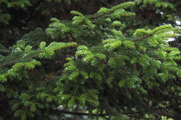 Green pine tree with black background